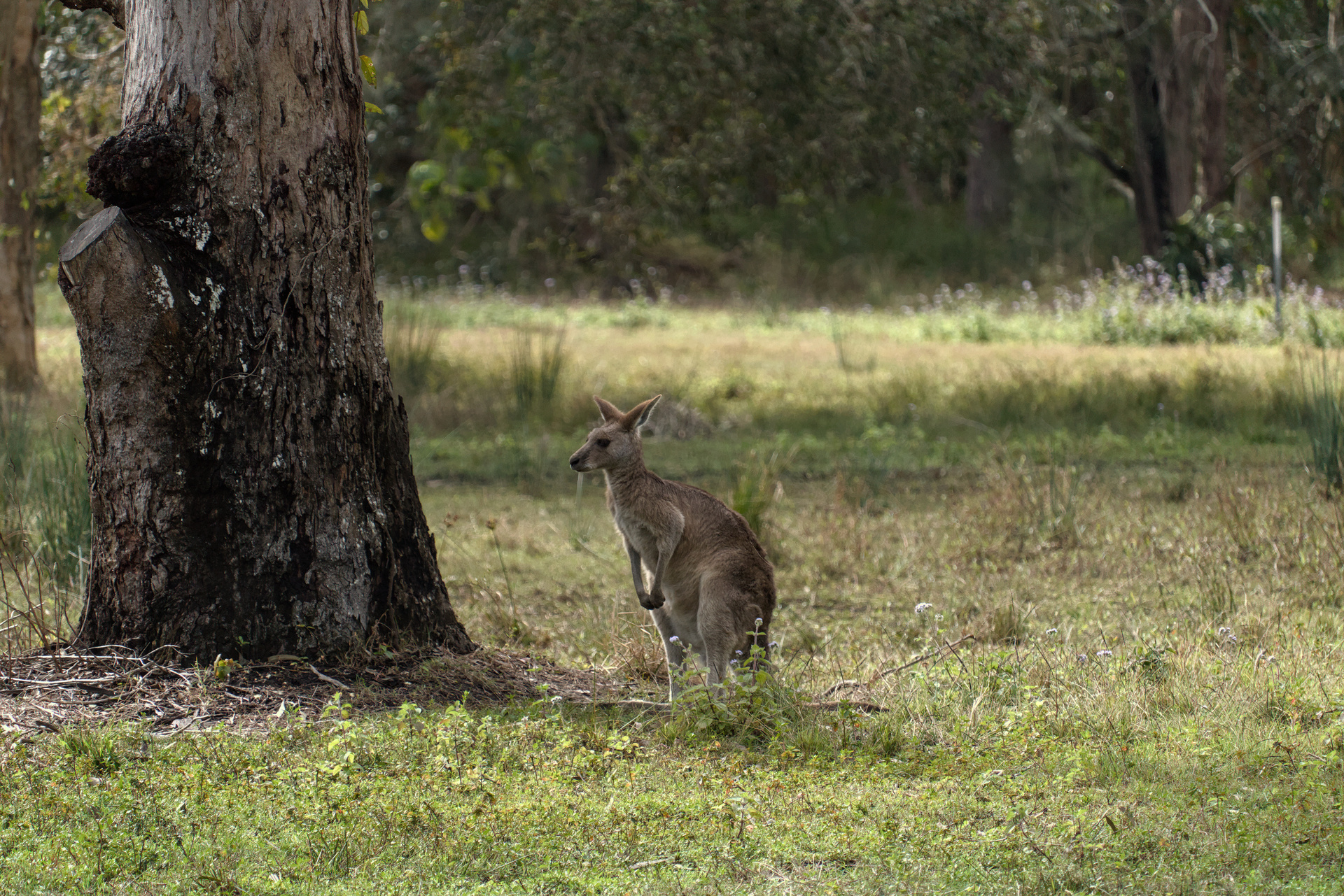Groggy looking kangaroo who just finished yawning.